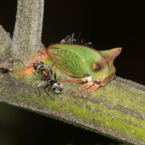 Sextius virescens at Higgins, ACT - 4 Mar 2024 10:29 AM