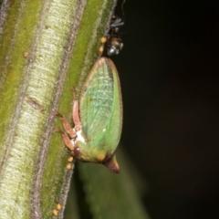 Sextius virescens at Higgins, ACT - 4 Mar 2024 10:29 AM