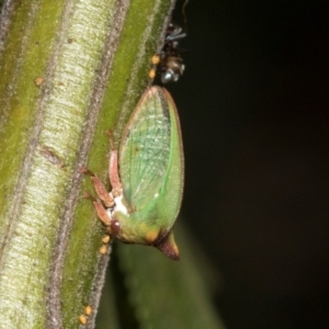 Sextius virescens at Higgins, ACT - 4 Mar 2024