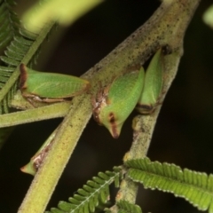 Sextius virescens at Higgins, ACT - 4 Mar 2024 10:29 AM