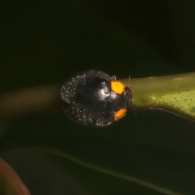 Apolinus lividigaster (Yellow Shouldered Ladybird) at Ainslie, ACT - 12 Mar 2024 by jb2602