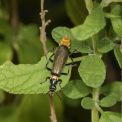 Chauliognathus lugubris (Plague Soldier Beetle) at Higgins, ACT - 3 Mar 2024 by AlisonMilton