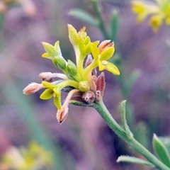 Pimelea curviflora var. sericea (Curved Riceflower) at The Pinnacle - 13 Mar 2024 by sangio7