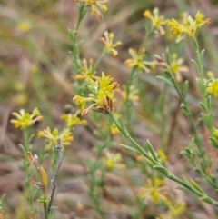 Pimelea curviflora var. sericea at The Pinnacle - 13 Mar 2024