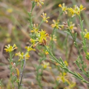 Pimelea curviflora var. sericea at The Pinnacle - 13 Mar 2024