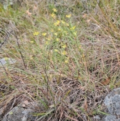 Pimelea curviflora var. sericea at The Pinnacle - 13 Mar 2024