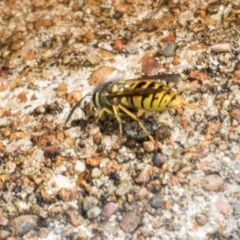 Vespula germanica (European Wasp, German Yellowjacket Wasp) at Higgins, ACT - 4 Mar 2024 by AlisonMilton