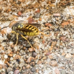 Vespula germanica at Higgins, ACT - 4 Mar 2024