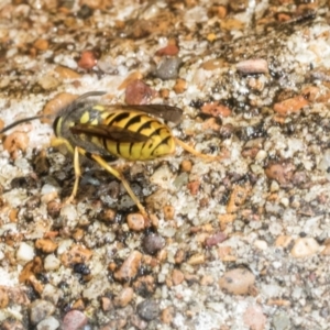 Vespula germanica at Higgins, ACT - 4 Mar 2024