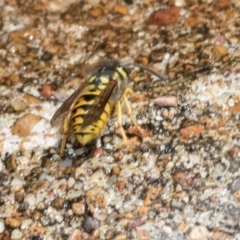 Vespula germanica at Higgins, ACT - 4 Mar 2024 10:52 AM