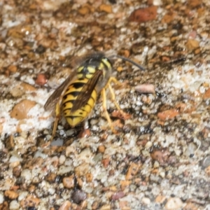 Vespula germanica at Higgins, ACT - 4 Mar 2024