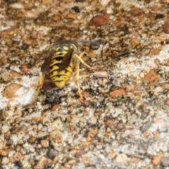 Vespula germanica at Higgins, ACT - 4 Mar 2024 10:52 AM