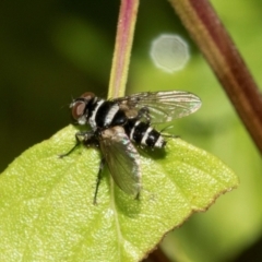 Trigonospila sp. (genus) (A Bristle Fly) at Higgins, ACT - 8 Mar 2024 by AlisonMilton