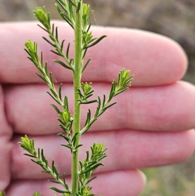 Cassinia sifton (Sifton Bush, Chinese Shrub) at The Pinnacle - 12 Mar 2024 by sangio7