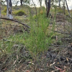 Cassinia sifton at The Pinnacle - 13 Mar 2024