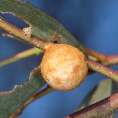 Unverified Eucalyptus Gall at Nicholls, ACT - 12 Mar 2024 by AlisonMilton