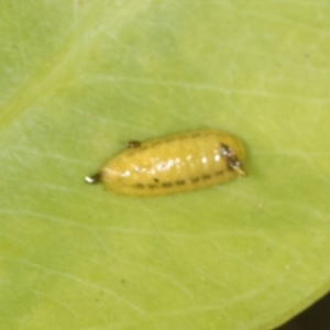 Oxyops sp. (genus) at Nicholls, ACT - 12 Mar 2024