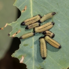 Paropsisterna cloelia (Eucalyptus variegated beetle) at Nicholls, ACT - 11 Mar 2024 by AlisonMilton