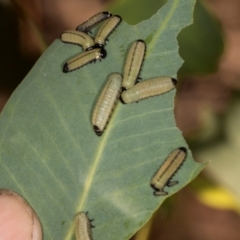 Paropsisterna cloelia at Nicholls, ACT - 12 Mar 2024 07:42 AM