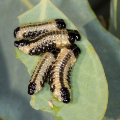 Paropsis atomaria (Eucalyptus leaf beetle) at Nicholls, ACT - 11 Mar 2024 by AlisonMilton