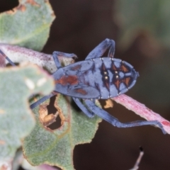 Amorbus (genus) (Eucalyptus Tip bug) at Nicholls, ACT - 12 Mar 2024 by AlisonMilton