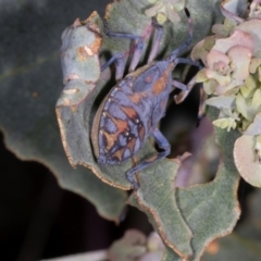 Amorbus sp. (genus) at Nicholls, ACT - 12 Mar 2024