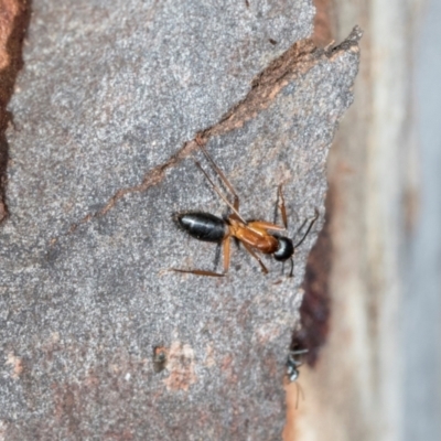 Camponotus consobrinus (Banded sugar ant) at Nicholls, ACT - 12 Mar 2024 by AlisonMilton