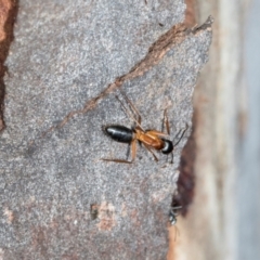 Camponotus consobrinus (Banded sugar ant) at Nicholls, ACT - 11 Mar 2024 by AlisonMilton