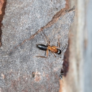 Camponotus consobrinus at Nicholls, ACT - 12 Mar 2024