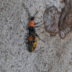 Chauliognathus tricolor (Tricolor soldier beetle) at Nicholls, ACT - 12 Mar 2024 by AlisonMilton