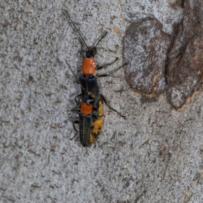 Chauliognathus tricolor (Tricolor soldier beetle) at Nicholls, ACT - 11 Mar 2024 by AlisonMilton