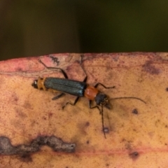 Chauliognathus tricolor at Nicholls, ACT - 12 Mar 2024