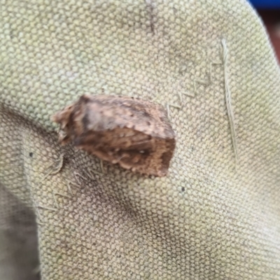 Dasygaster padockina (Tasmanian Cutworm) at Isaacs, ACT - 12 Mar 2024 by galah681