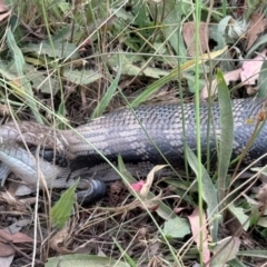 Tiliqua scincoides scincoides (Eastern Blue-tongue) at Mount Majura - 13 Mar 2024 by Louisab