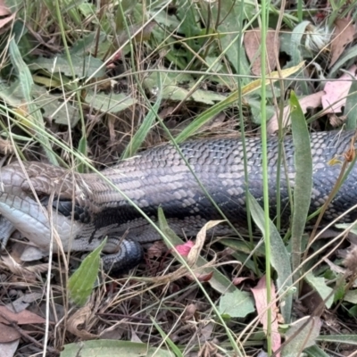 Tiliqua scincoides scincoides (Eastern Blue-tongue) at Hackett, ACT - 13 Mar 2024 by Louisab