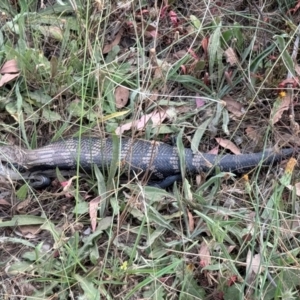 Tiliqua scincoides scincoides at Mount Majura - 13 Mar 2024