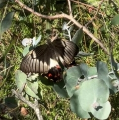 Papilio aegeus (Orchard Swallowtail, Large Citrus Butterfly) at Mount Majura - 29 Jan 2024 by Louisab