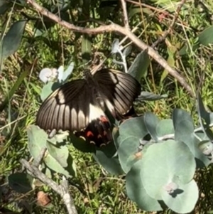 Papilio aegeus at Mount Majura - 29 Jan 2024
