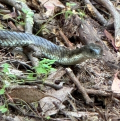 Notechis scutatus (Tiger Snake) at Yanakie, VIC - 3 Jan 2024 by Louisab