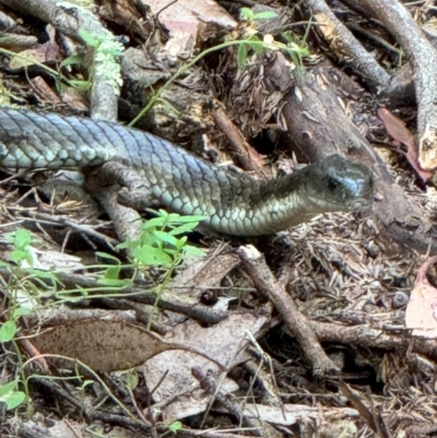 Notechis scutatus (Tiger Snake) at Yanakie, VIC - 3 Jan 2024 by Louisab