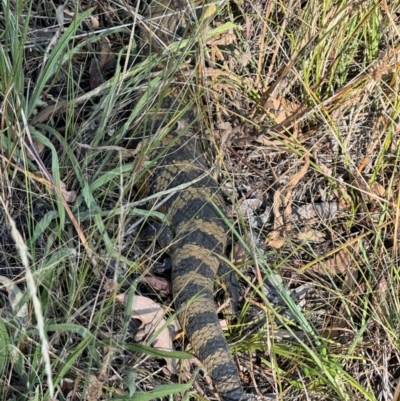 Tiliqua scincoides scincoides (Eastern Blue-tongue) at Hackett, ACT - 10 Mar 2024 by Louisab