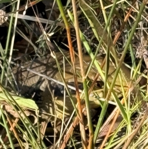 Tiliqua scincoides scincoides at Mount Majura - 10 Mar 2024