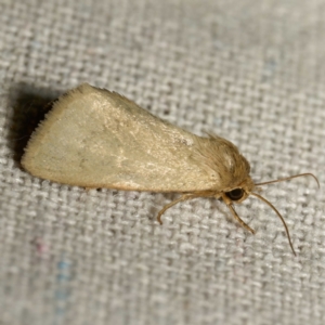 Heliocheilus (genus) at Harrison, ACT - 11 Mar 2024 10:07 PM