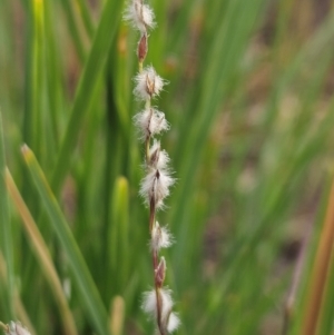 Digitaria brownii at The Pinnacle - 13 Mar 2024 09:02 AM