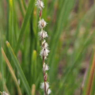 Digitaria brownii (Cotton Panic Grass) at The Pinnacle - 13 Mar 2024 by sangio7