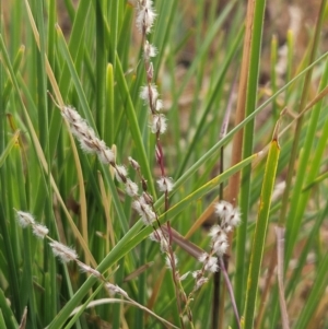 Digitaria brownii at The Pinnacle - 13 Mar 2024