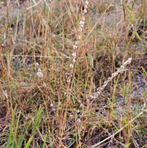Digitaria brownii at The Pinnacle - 13 Mar 2024