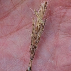 Bothriochloa macra (Red Grass, Red-leg Grass) at The Pinnacle - 12 Mar 2024 by sangio7