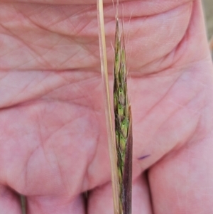 Bothriochloa macra at The Pinnacle - 13 Mar 2024