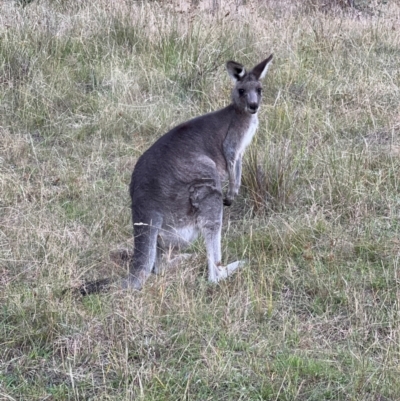 Macropus giganteus (Eastern Grey Kangaroo) at Duffy, ACT - 13 Mar 2024 by JimL